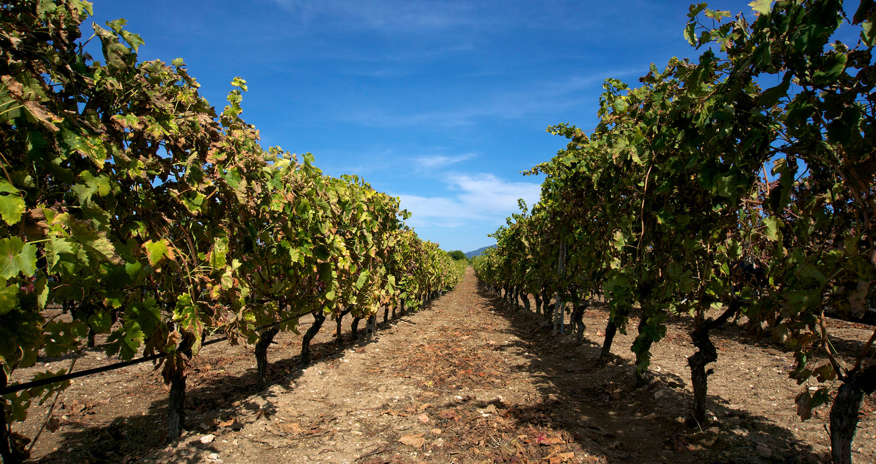 Vigneti a Masainas