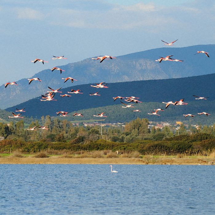 Fenicotteri in volo a Masainas sullo Stagno di Porto Botte